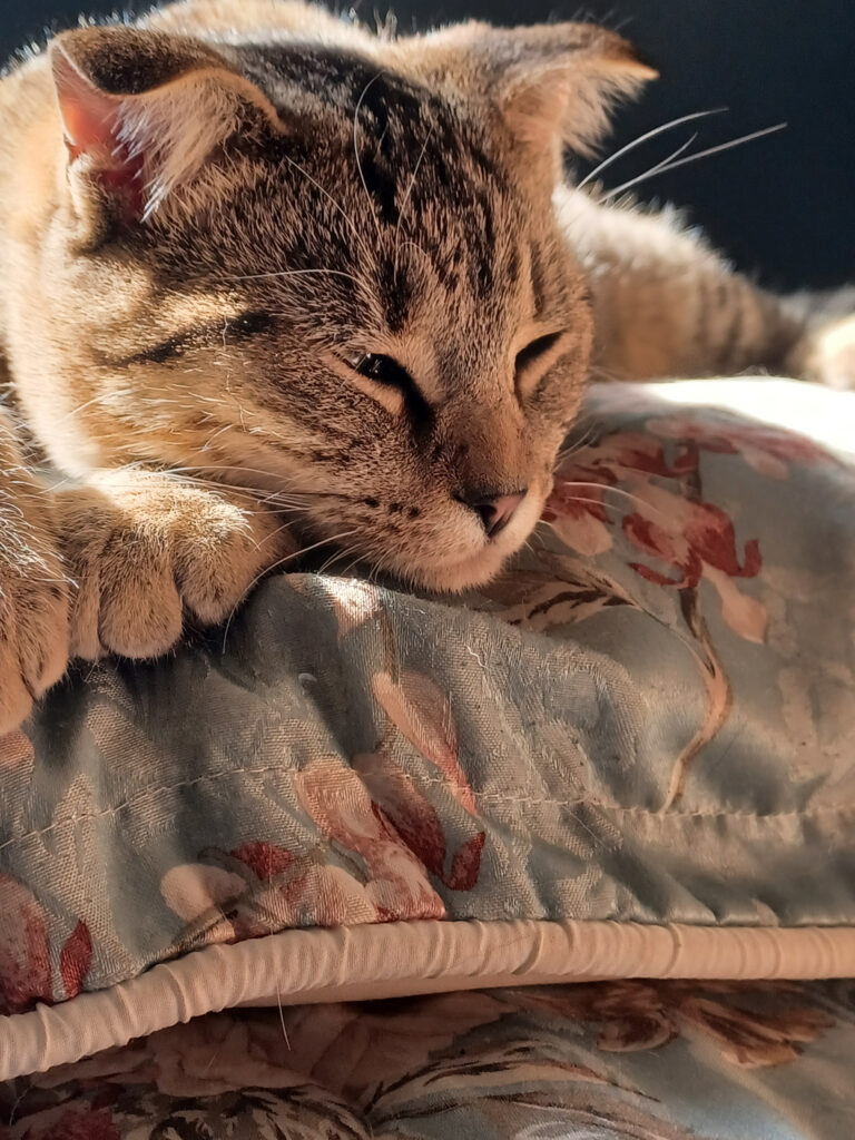 A cat sleeping in the sun on top of a pillow