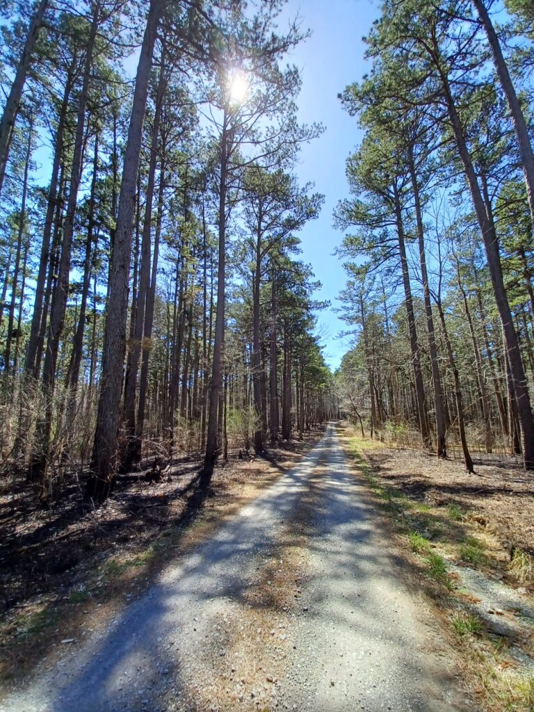 Path in a Forest